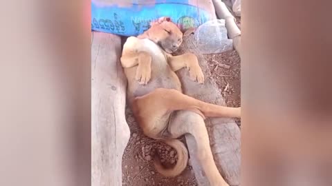 Funny Animal Videos 2024 Best Dogs And Cats Videos 😺😍 #viralsortvideo 63