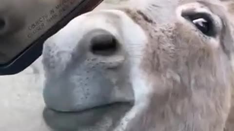 funny animals[cute donkey]