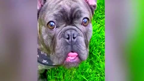 Laugh Till You Drop! 😂 New Funny Dogs and Cats Videos - Unmissable Animal Hilarity 2023 🐶😺