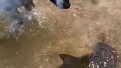 Dog Tracks and Tries to Catch Fish