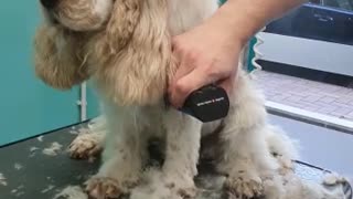 Dog Nods Off During Grooming
