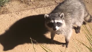 Raccoon Caught In The Act