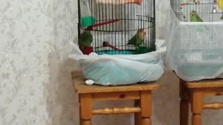 My pet parrots eat food.