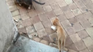 Funny cat videos 2020