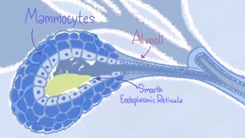 How is milk produced in mammals