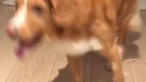 Dog really loves broccoli! 😀🐶❤️