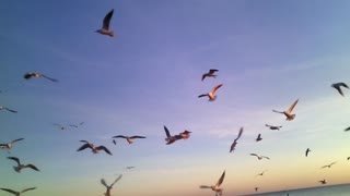 Seagulls at sunset.