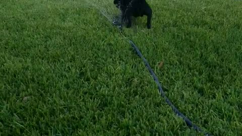 French Bulldog Maximus from Texas staying cool in this Texas heat