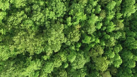 Bird eye view video from drone of a thick forest