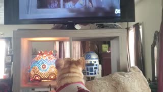 Dog mourns with family as they burry their cat on TV show