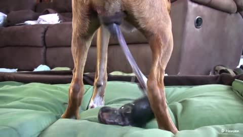 see a video of this Dog has an incredible birth standing !!