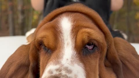 Basset Hound Can Play Peek-a-Boo With Her Own Face