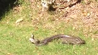 Python Fight