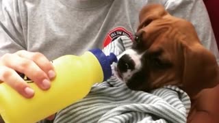 Sick boxer puppy sweetly gets bottle fed