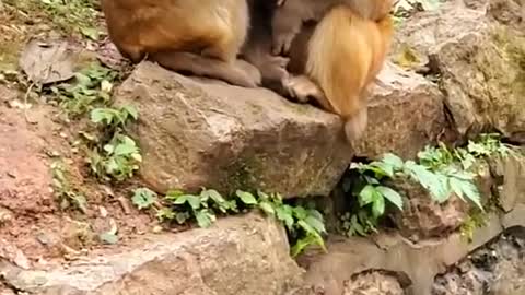 Adorable Baby Monkey You Should Skip Watching #2