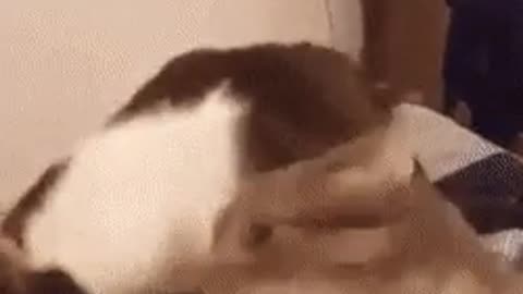 Cat screams in pain when bites