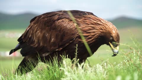 Eagle Bird Beak Feathers Plumage Wildlife Wild