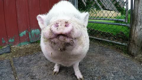 Hilton the rescued pig adores his apple slice treats