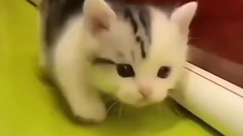 Cute and funny cat