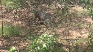 Courageous Dog Charges At Crocodile Sending Him Back Into The Water