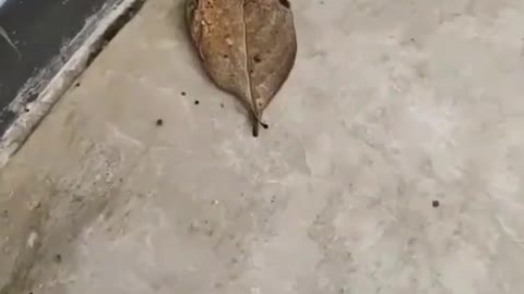This dry leaf is actually a butterfly |||| Amazing ||||