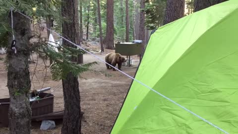 Bear Smells Dinner Cooking at Campsite