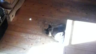 Cat Chasing Light