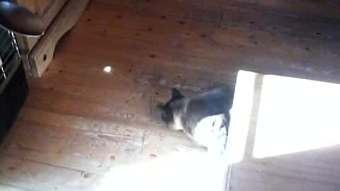 Cat Chasing Light