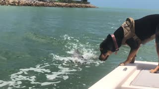 Dog Makes Friends with a Dolphin