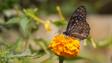 Beautiful Butterfly On Yellow Fllower
