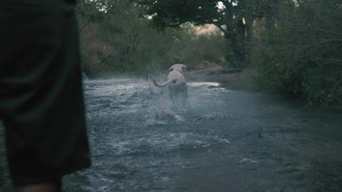 Perro atrapa una pelota en un río