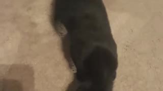 My cat plays fetch