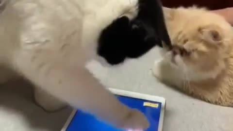 Cats play mobile and want to catch fish