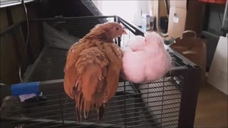 Funny Baby Chickens Escape Their House