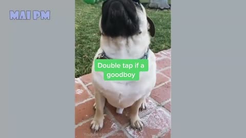 Have Fun With Happy Videos Of Dogs!