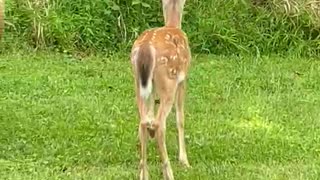 Deer at the park