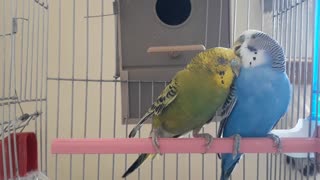 Beautiful couple of Budgie