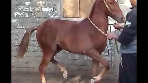 Trained Arabian Horse