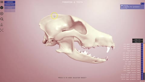 Canine skull - 3D Veterinary Anatomy, IVALA
