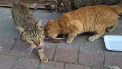 An orange male cat in Heat thinks the other male cat is a female cat