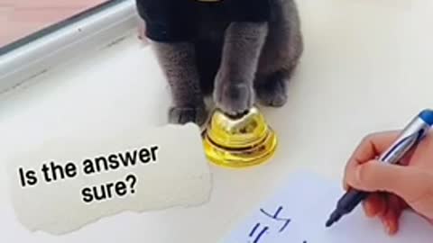 Cute cat doing calculation