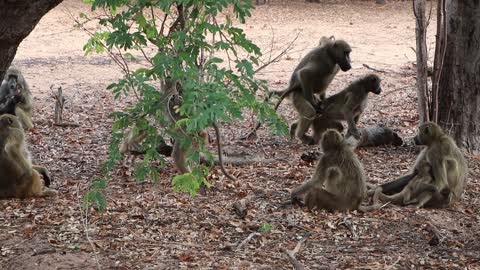 Baboons playing and mating in Chobe, Botswana, Africa