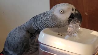 Smart Bird Breaks into Snacks