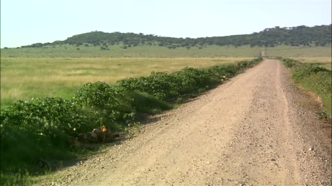 SERENGETI WILDLIFE