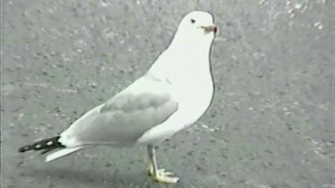 Woman Commentates Seagull Swallowing A Hotdog Whole