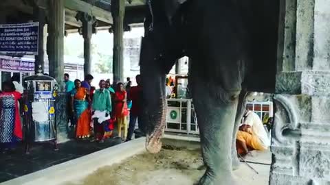 India The Sacred Elephant