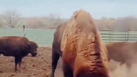 Buffalo nativeamerican dance