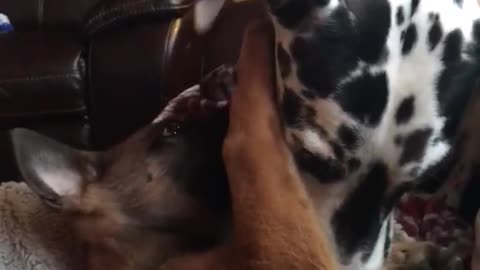 Giant dalmation plays with small brown puppy