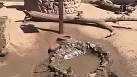 Monkeys Jumping in Puddle D, Perfect Water Trampoline