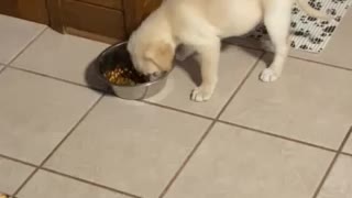 Pups fighting over food